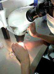 免费试管婴儿援助政策助失独家庭“重生”