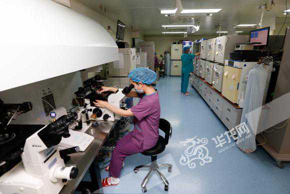 探秘试管婴儿实验室 一颗小针当“红娘”成功率大于50%