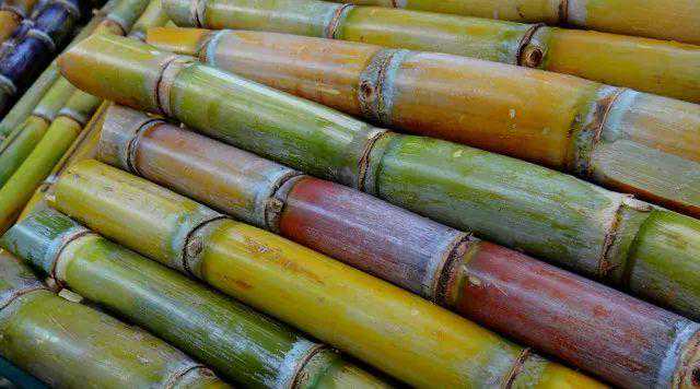 「孕期饮食」准妈妈们，怀孕期能不能吃甘蔗呢？